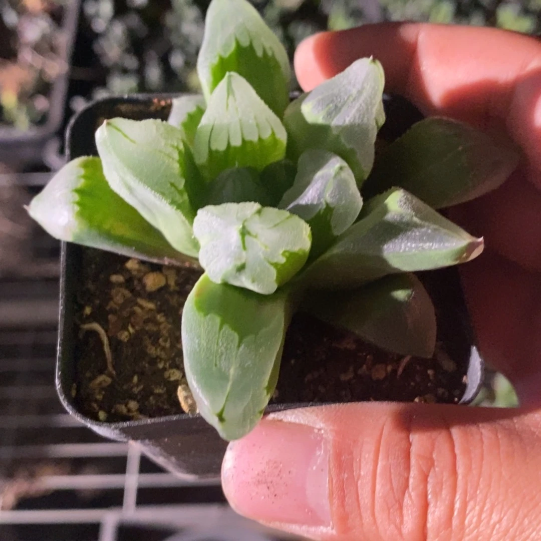 冰城一颗 买二发三 点赞福利。