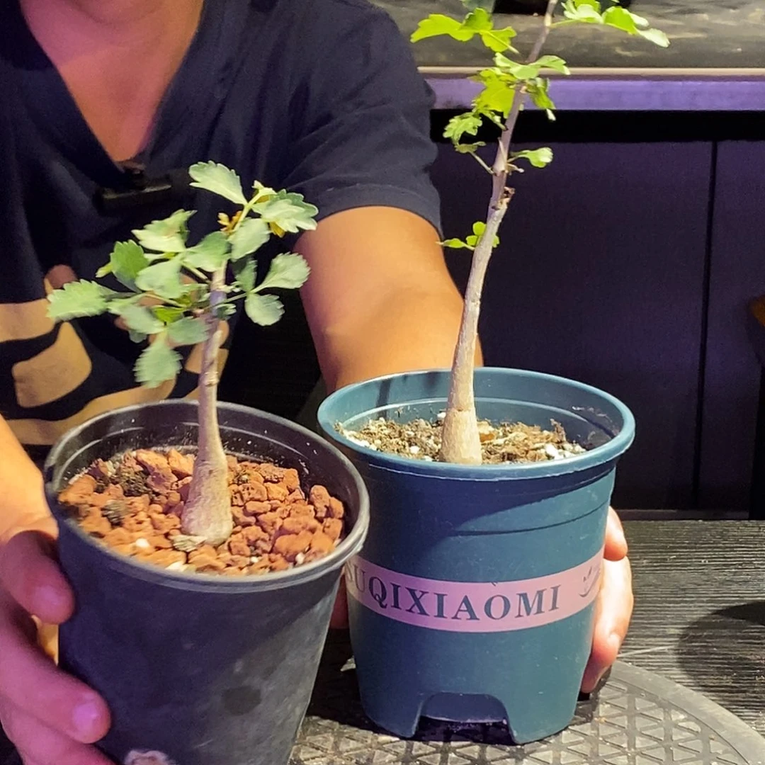 芳香裂榄实生带盆一个