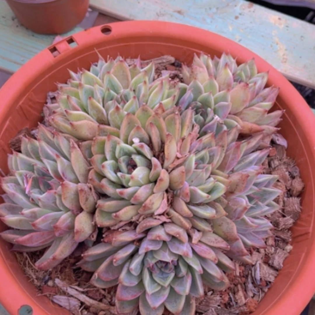 【闪购商品】黑天鹅杂03222