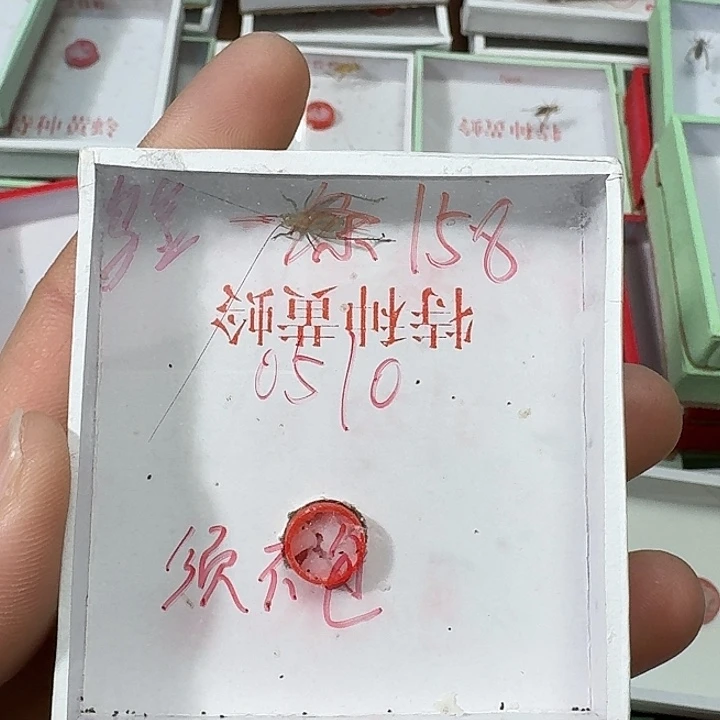 蒋***龙蟋蟀22222222222222