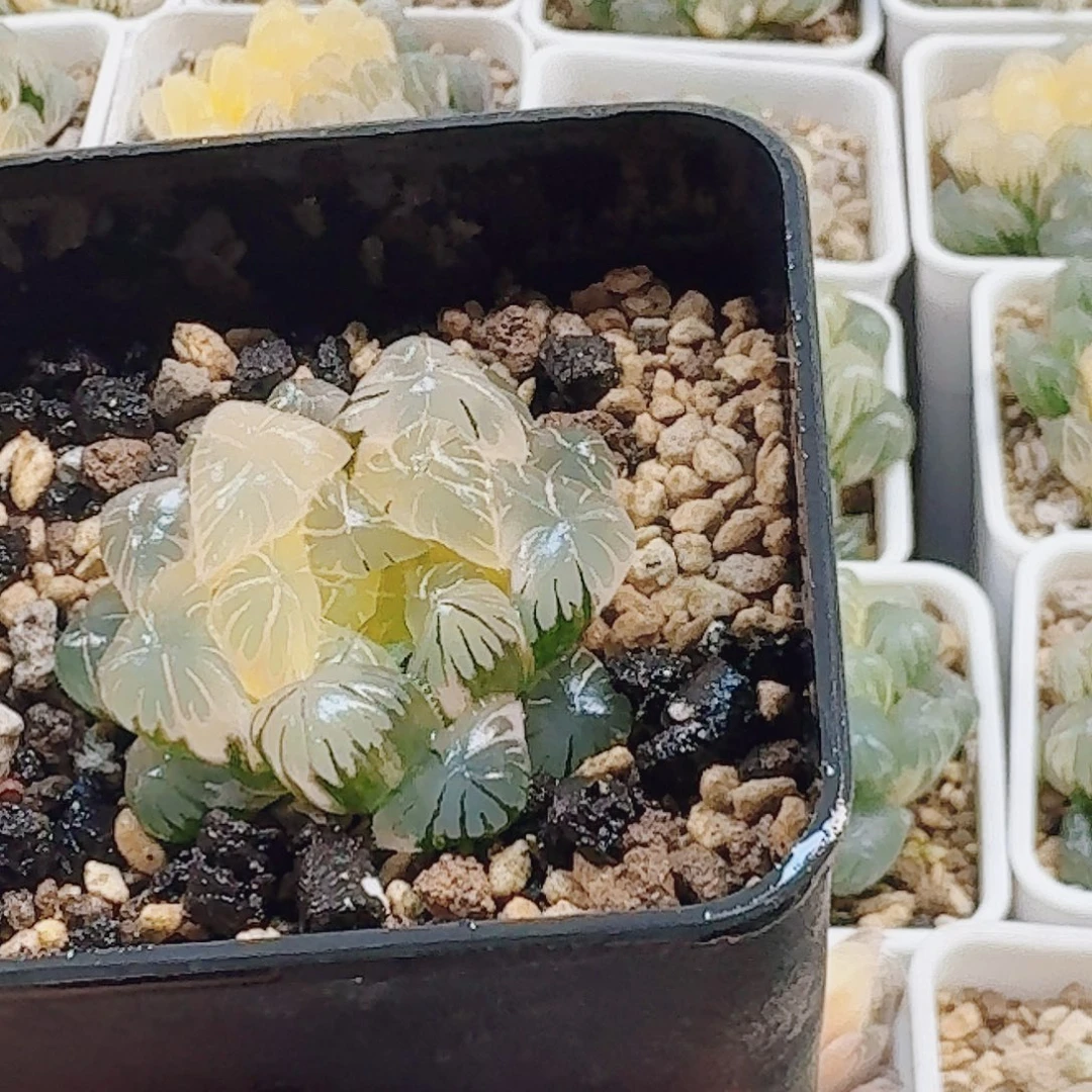 无花朵十二卷 实生冰灯锦