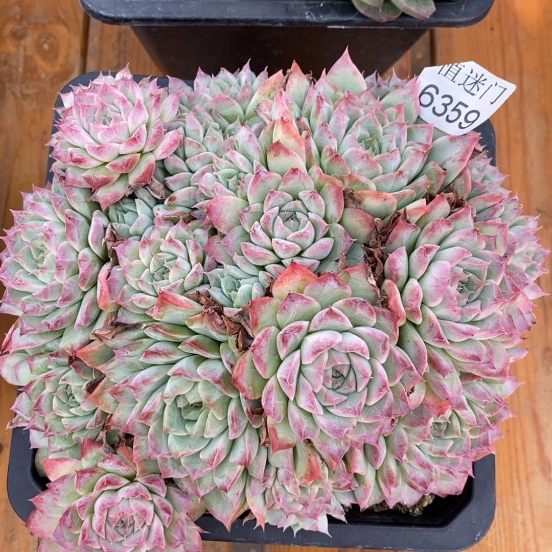 ****李不包整散掉头6359~18厘米