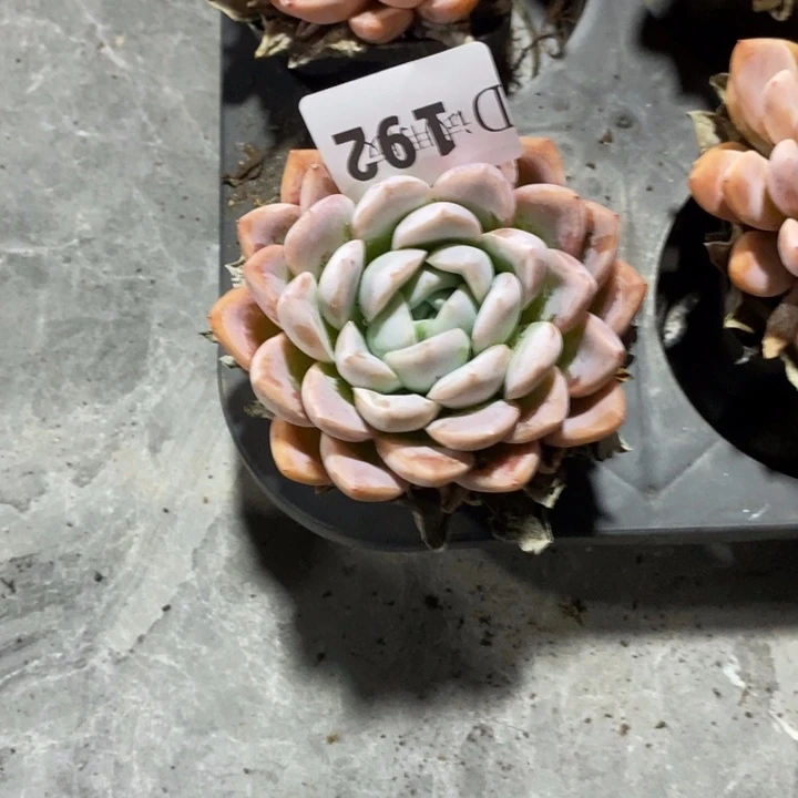 破***茧192安妮宝贝多肉植物