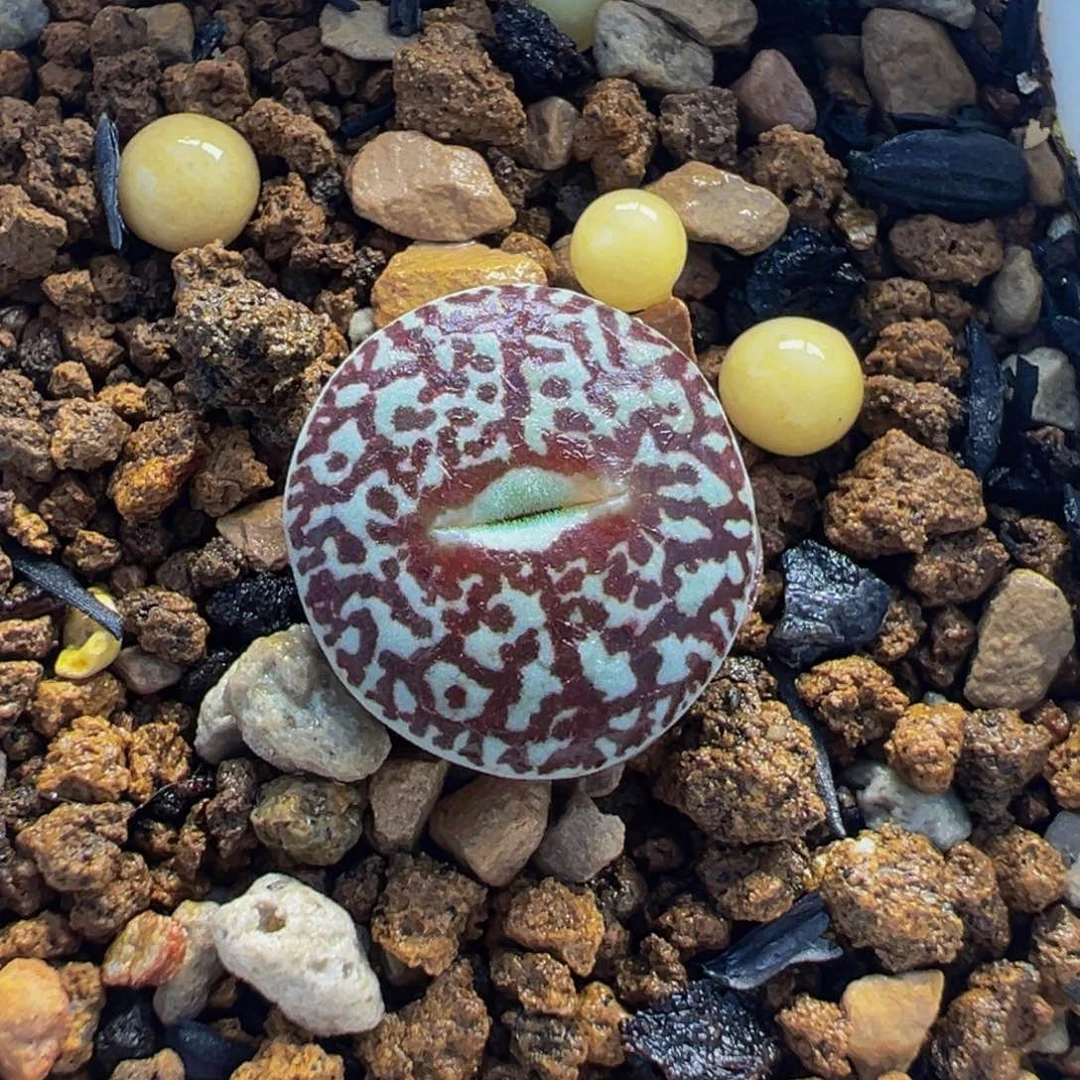 652多肉植物种类多样