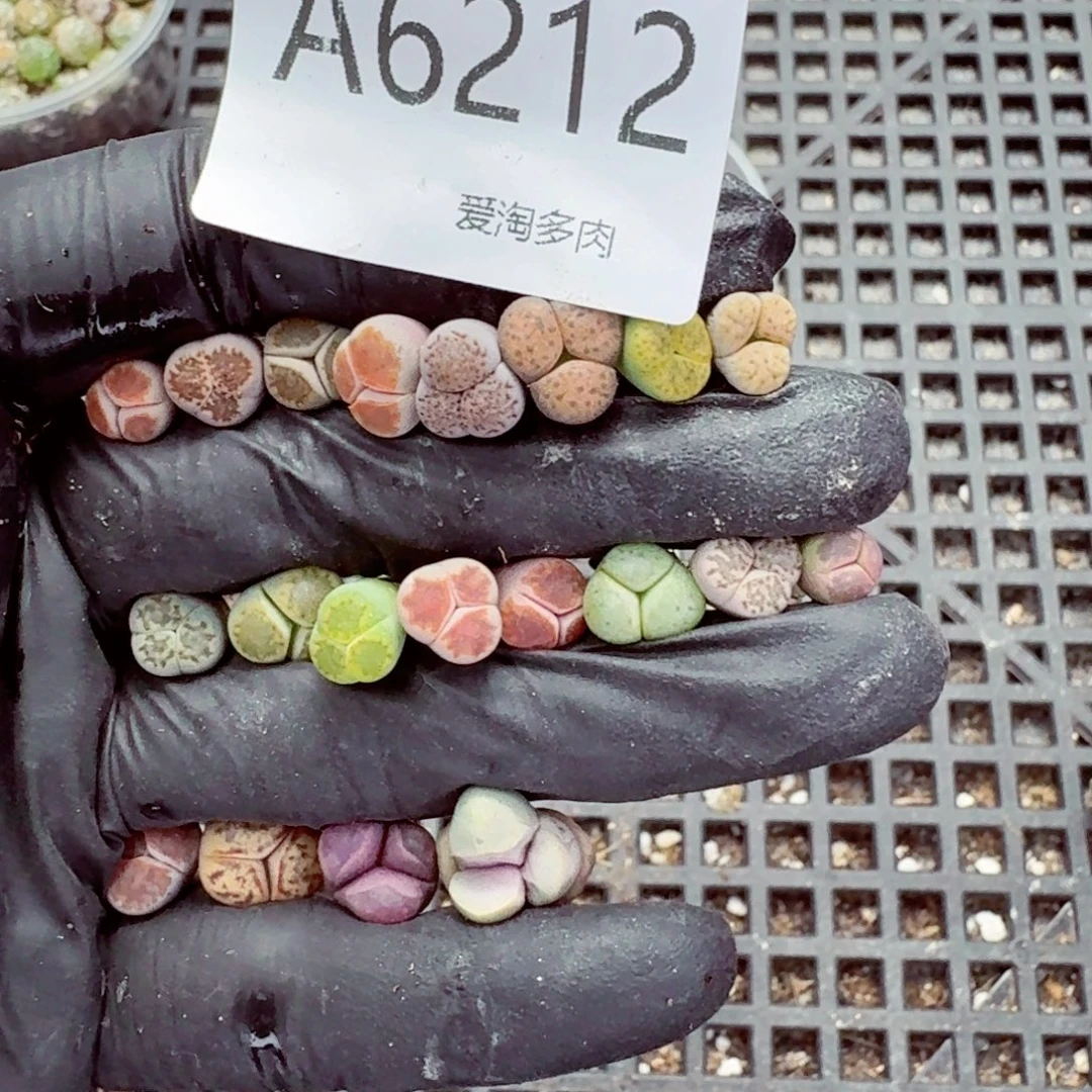 6212–生石花 生石花