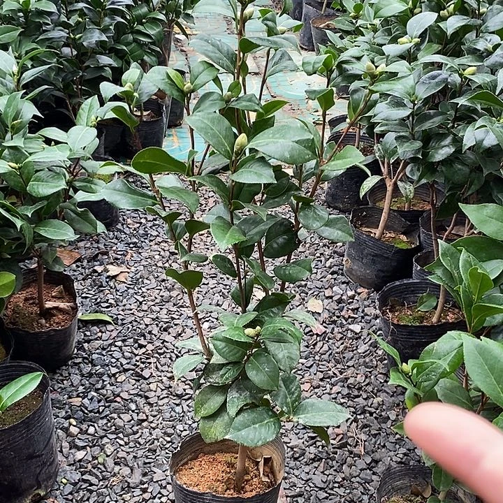 花露珍 无花朵少量的花苞