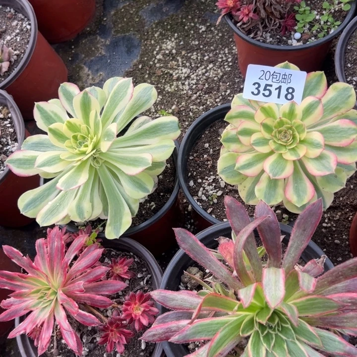 多肉植物3518种植物