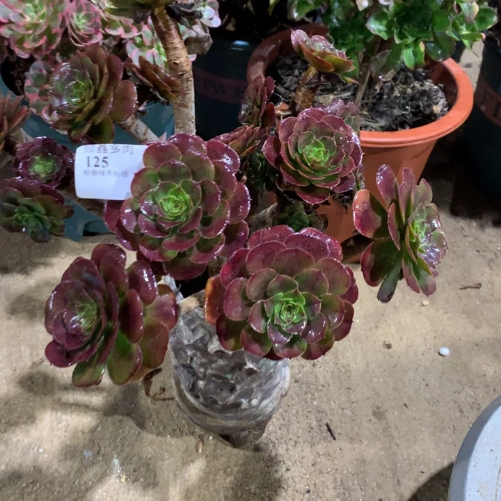 125黑萝莉多肉植物特价