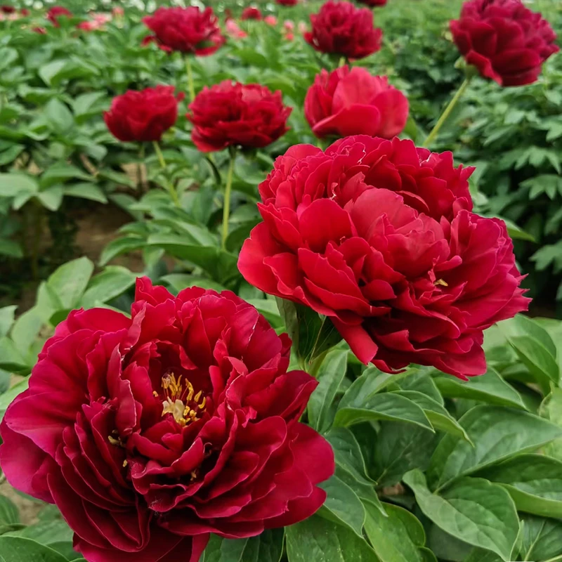 芍药（铁杆紫） 正宗芍药花苗盆栽菏泽发庭院5-8芽满2送1