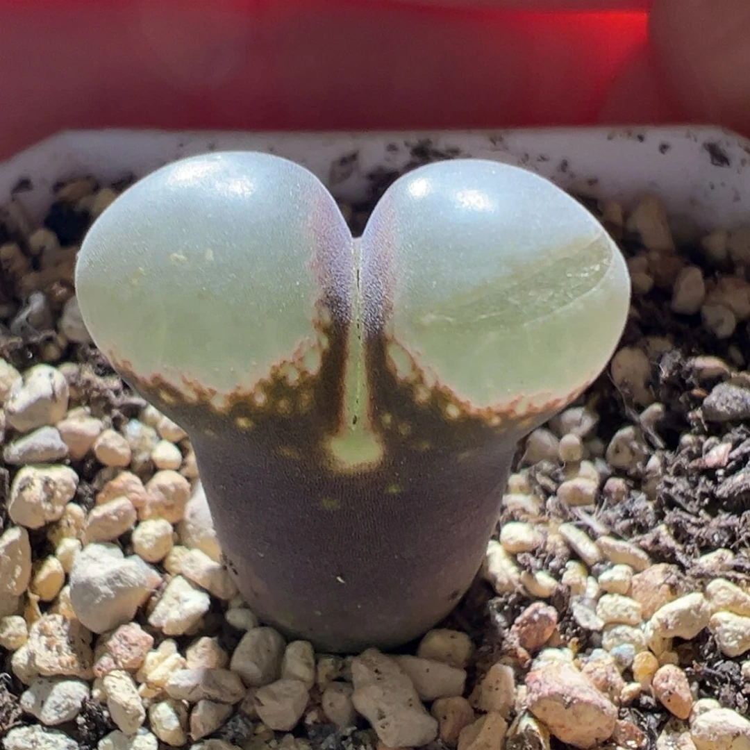 紫体白窗优选 好看16