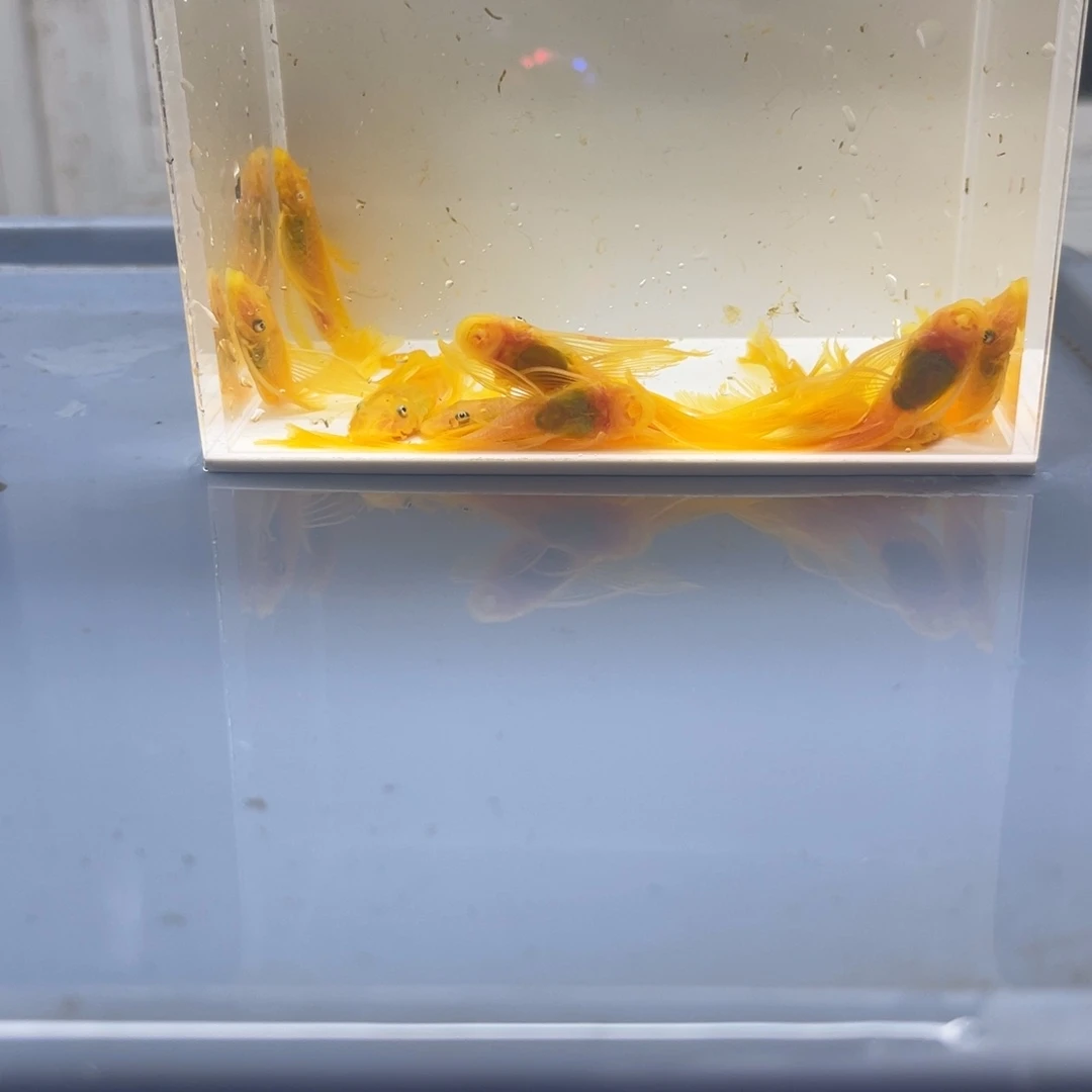 清道夫鱼大号帆10条开箱视频报损