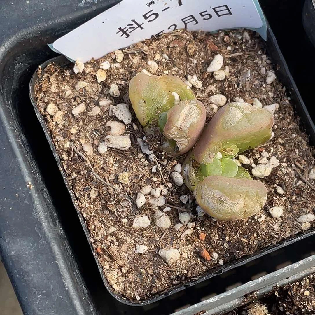 薄****5-70肉锥多肉植物