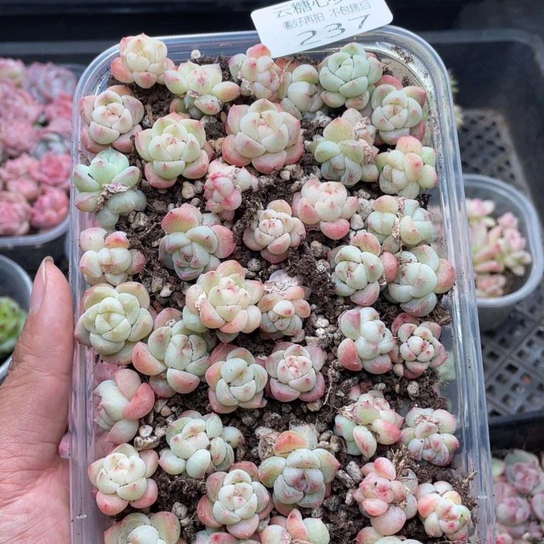 云糖心多肉植物237