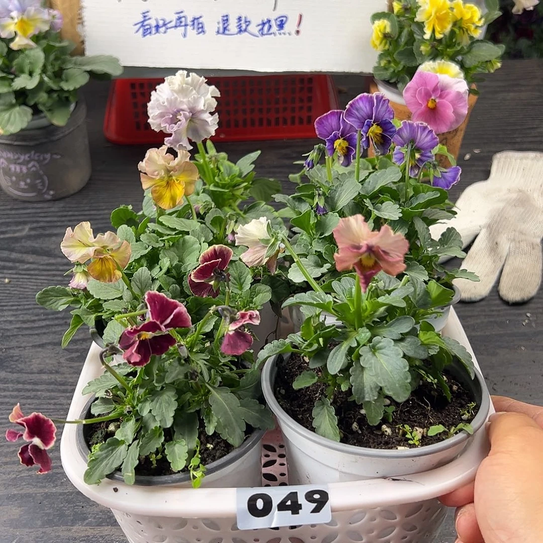 大部分花苞少量开放049号