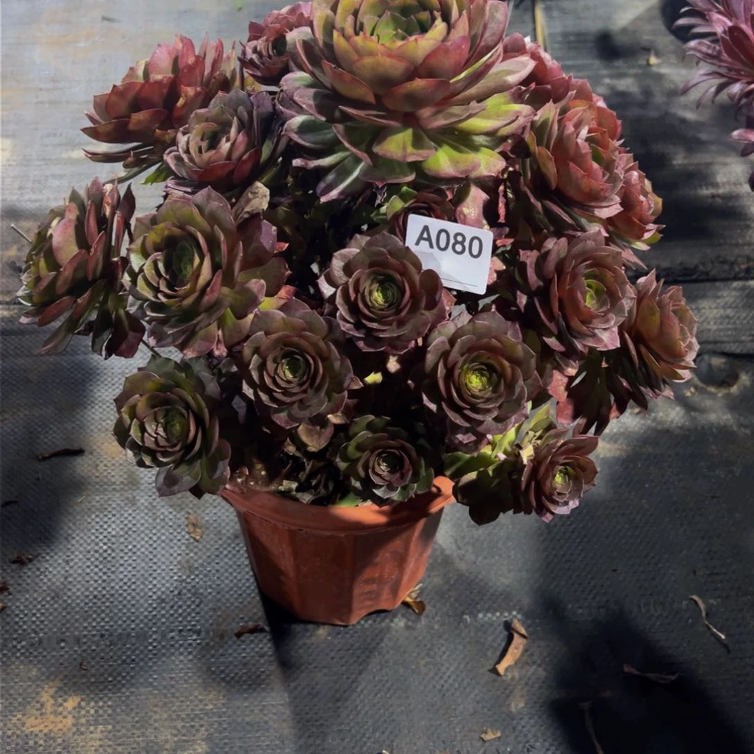 落**安080若桃法师，多肉植物