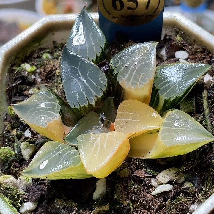 657花影锦特选福利