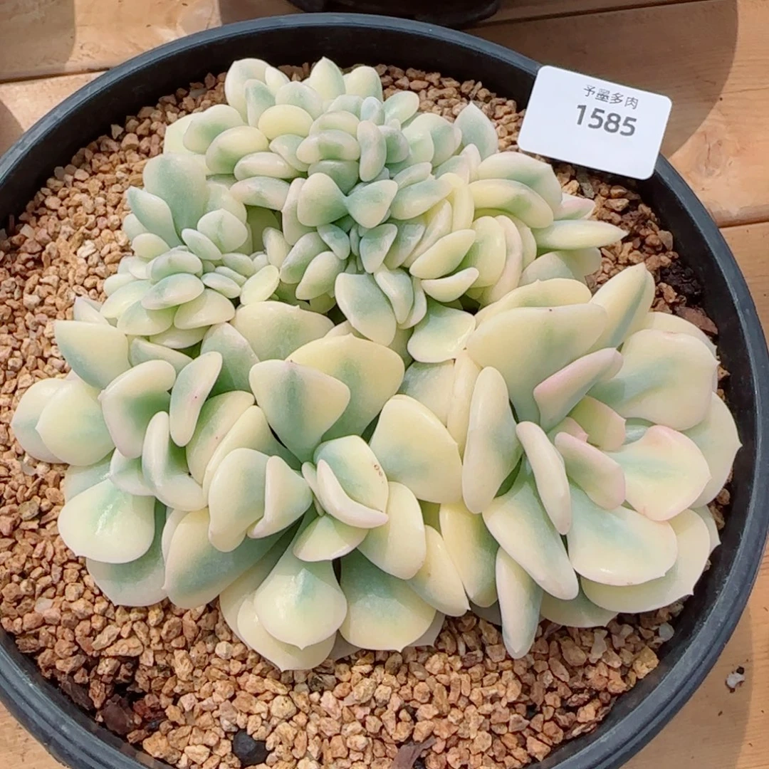 雪精灵锦，1585多肉植物