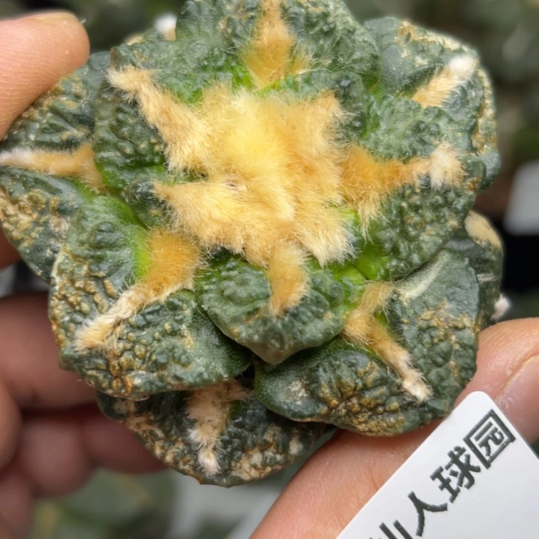 222 晾一个月上盆