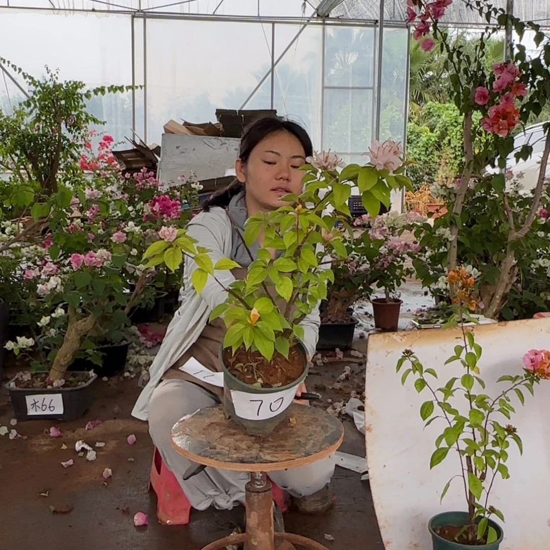 大部分花苞少量开放金发女郎 70