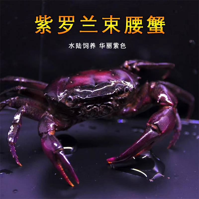 紫罗兰束腰淡水溪蟹紫蟹小型野生螃蟹陆蟹浅水发色宠物发艳观赏蟹
