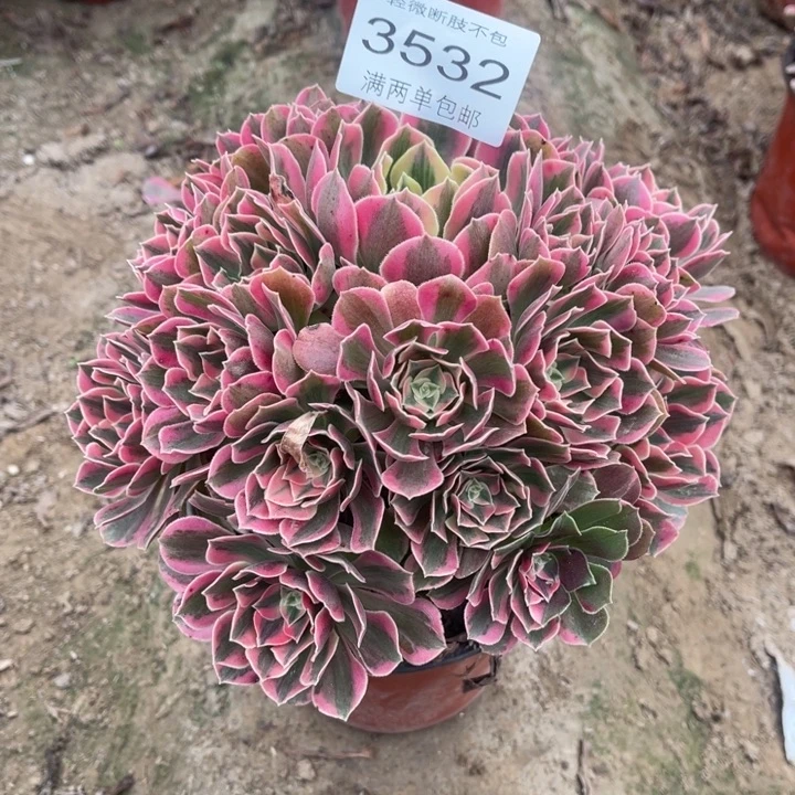 3532女妖的人多肉的