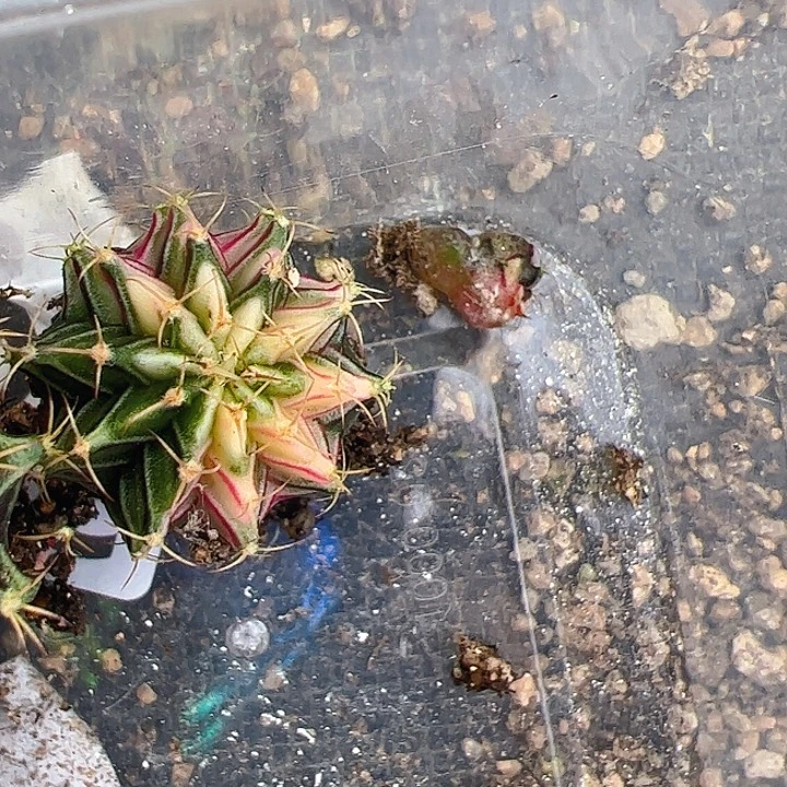 ****楠当前无花栽培后可以开花