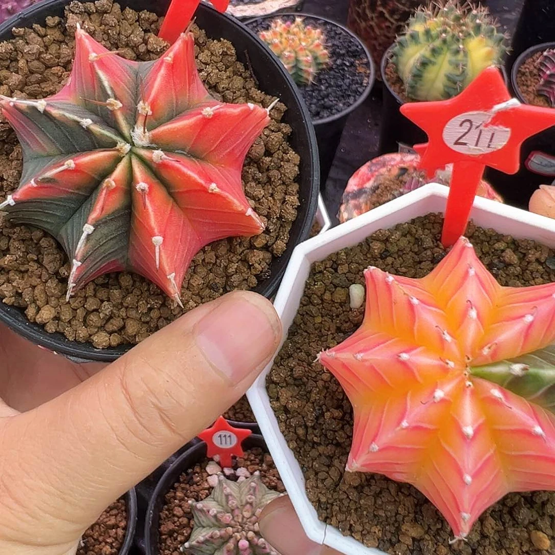 99号211号两棵组合福利价