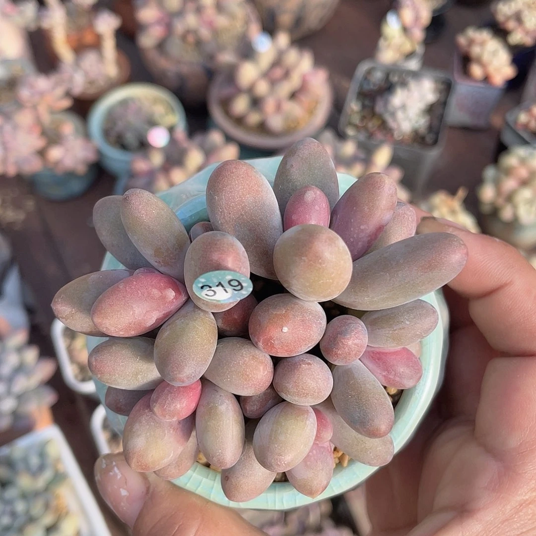 糖果美人群 脱土发货 冠服7左右