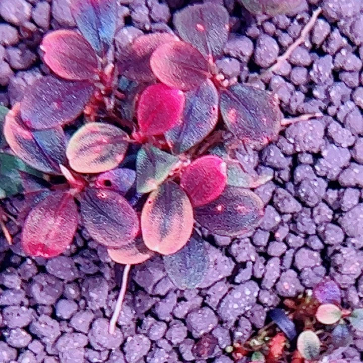 无花朵福利辣椒榕冰碎