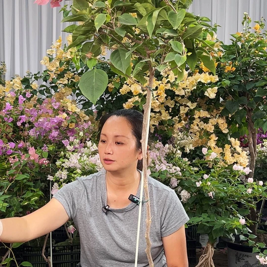 穿***线大部分花苞少量开放K97不甜