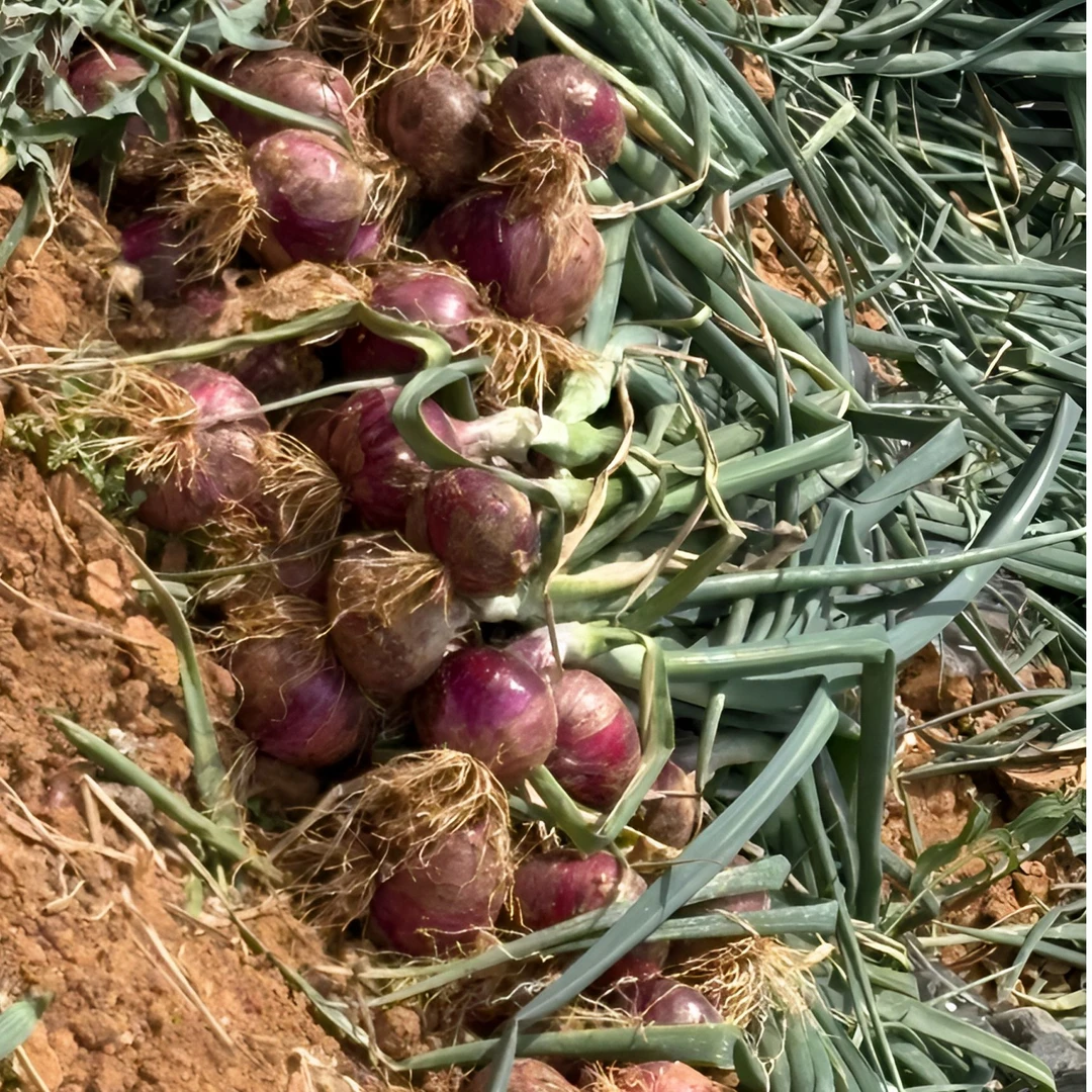 云南紫皮洋葱2025新鲜蔬菜水果洋葱脆嫩多汁可生吃凉拌炒菜