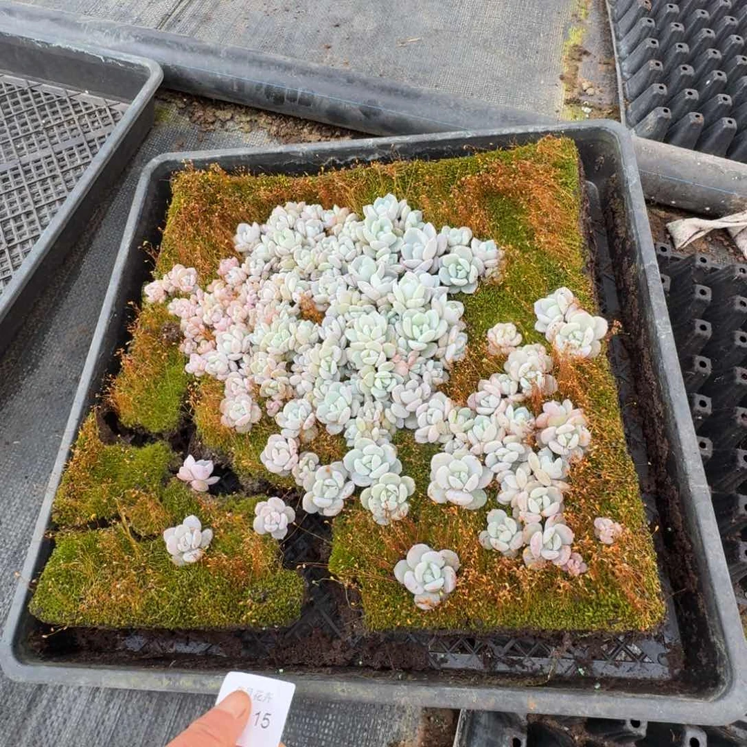 奶盖一筐量拍20-15