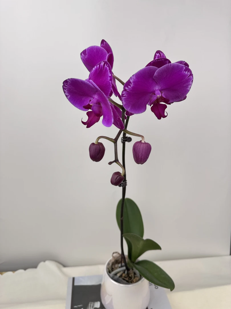 蝴蝶兰【双星光芒】鲜花盆栽室内观赏花花佛山基地直发好养易活