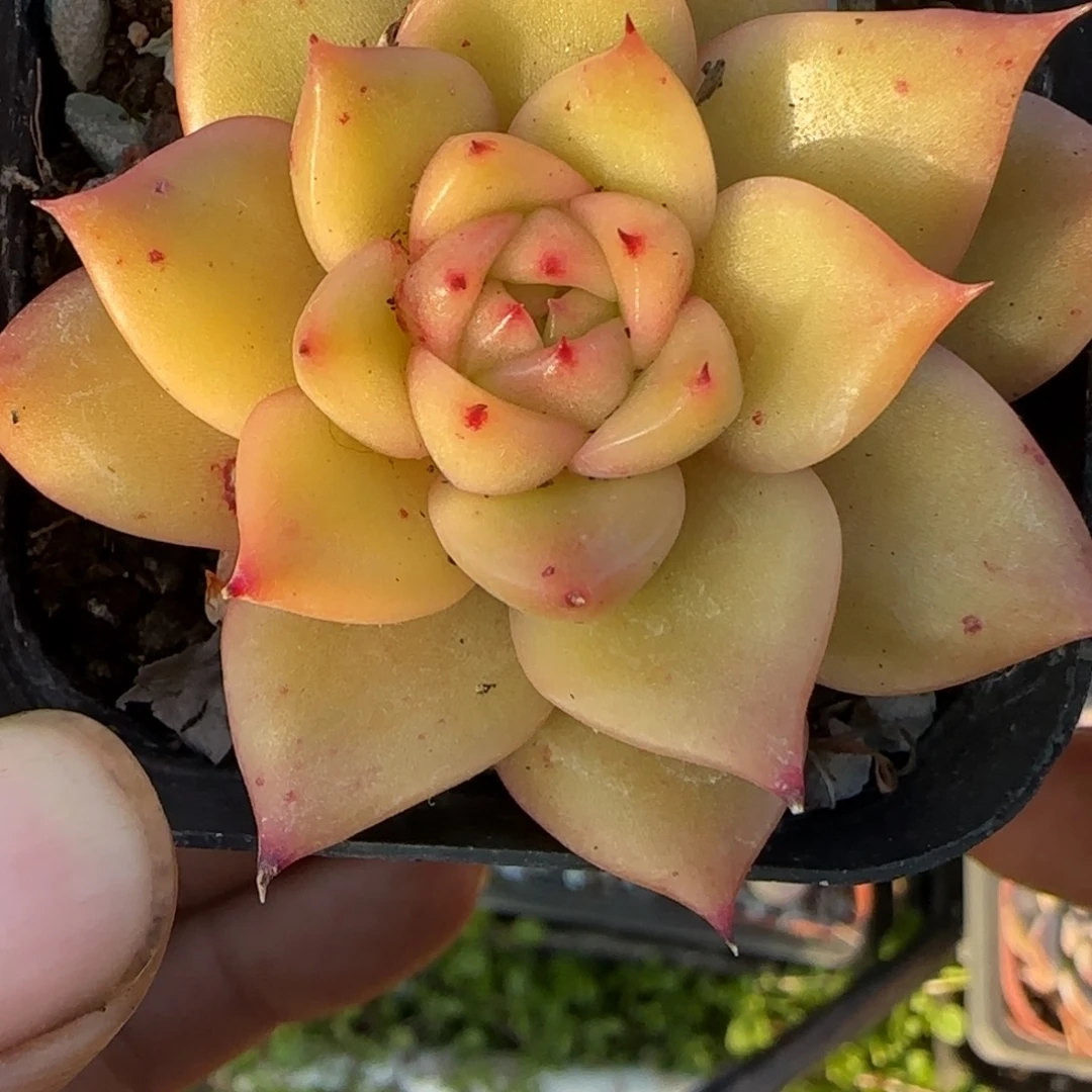 多肉小卡拉米糖心一物一拍