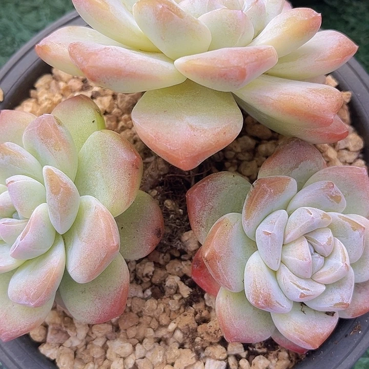 冰玉0405多肉植物