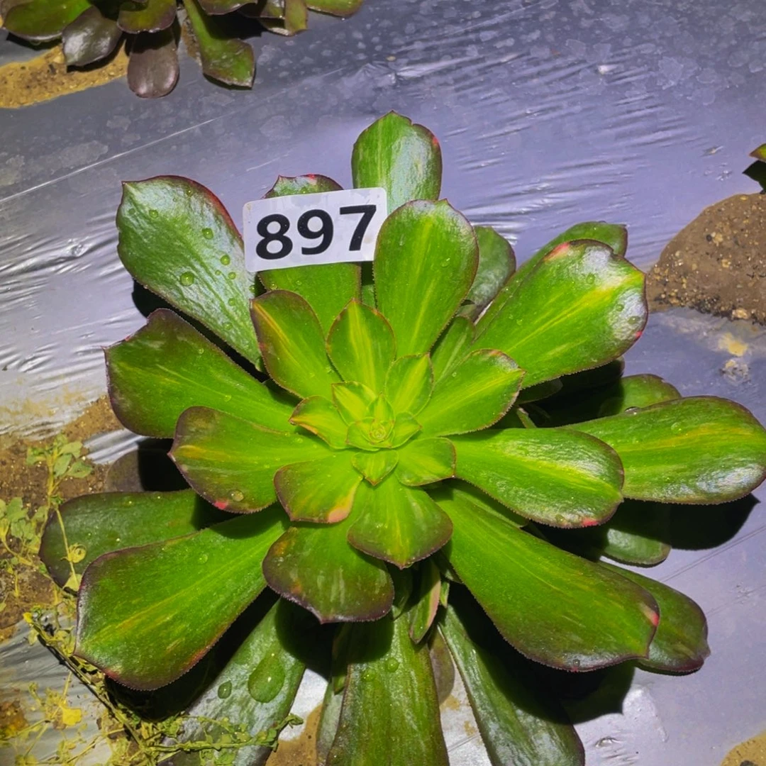 斑点狗多肉植物897