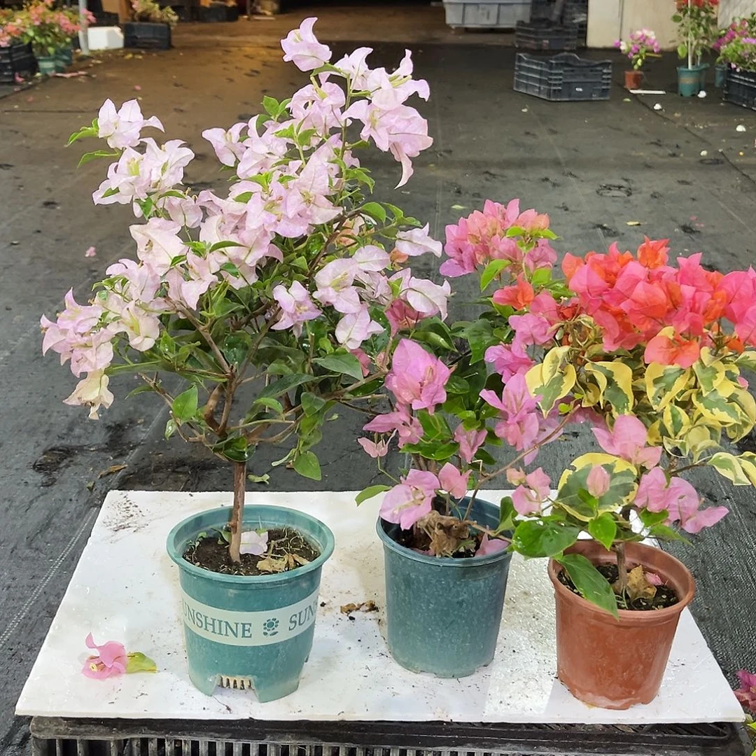 完全开放丽娜，澄粉公主，橙冰