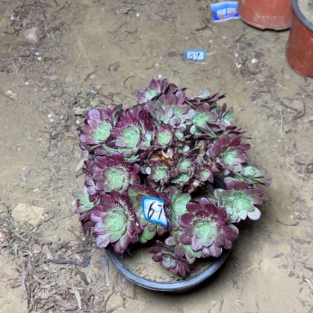 【闪购商品】小****记多肉植物莲花67