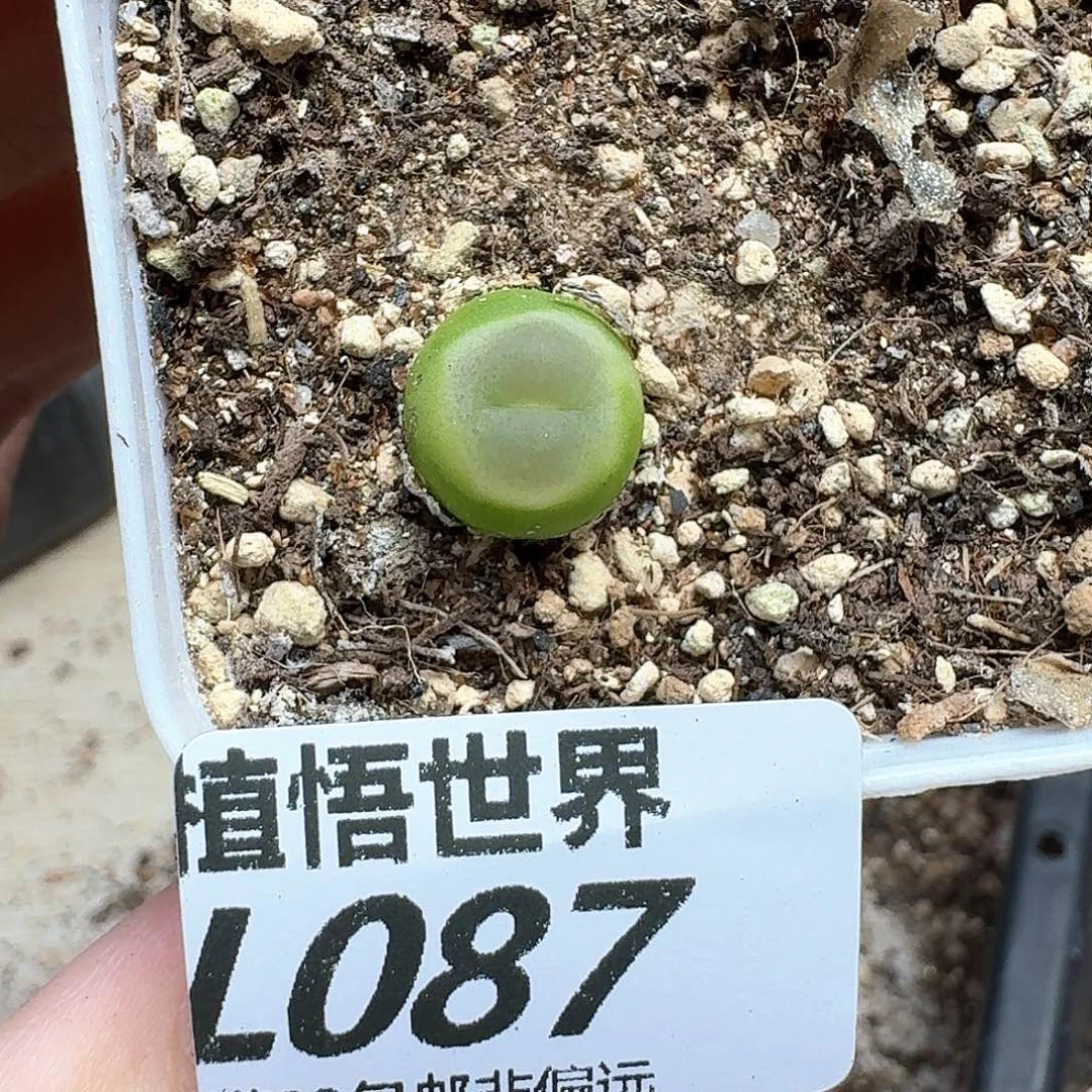 多肉植物的润泽额分