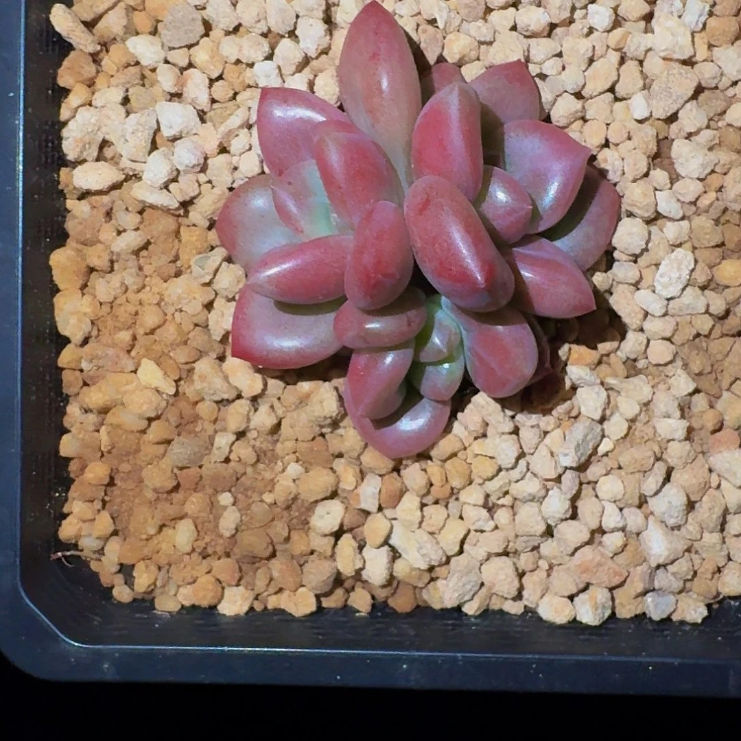 赫菲斯托 3头 一物一拍