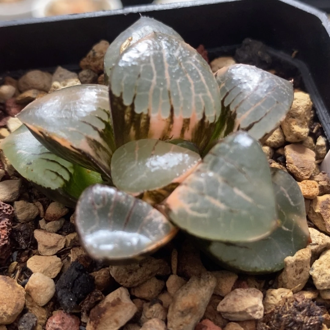 561日月潭寿锦一物一拍