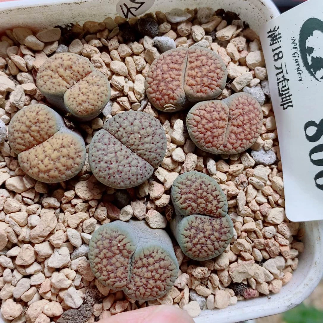 生石花花花花开了800