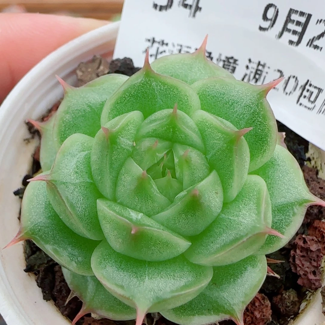 花语逸镜0928-34麦秆