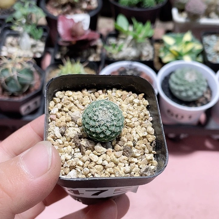 475实生小菊水仙人球
