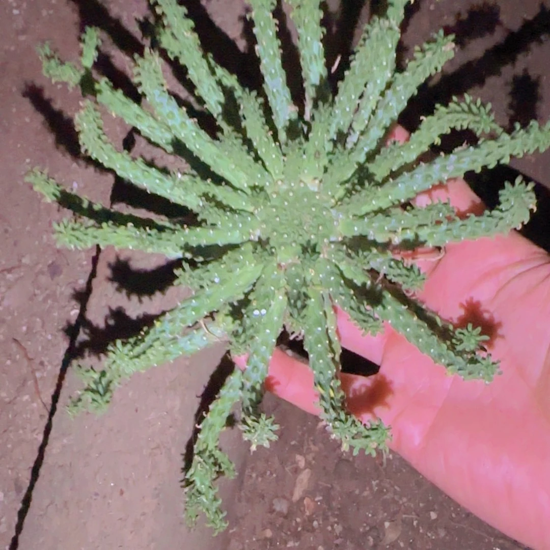 想***漂块根植物块根植物
