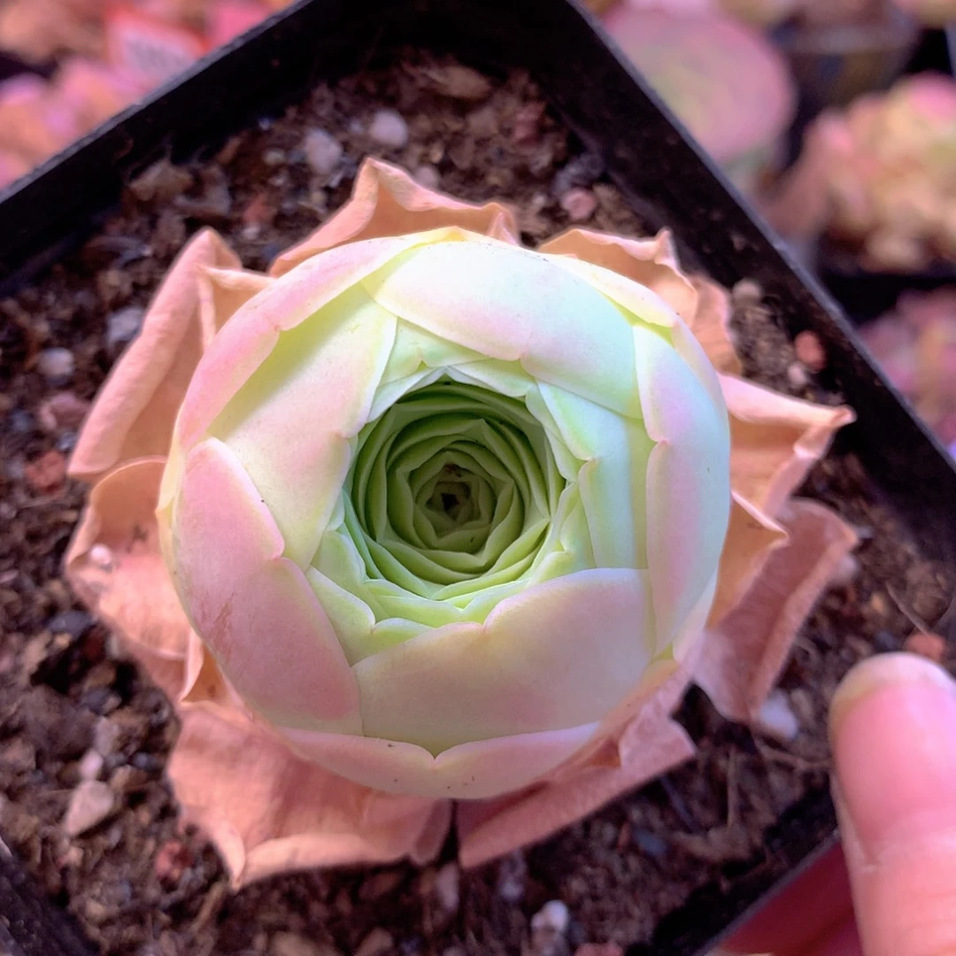 一物一拍开播福利006