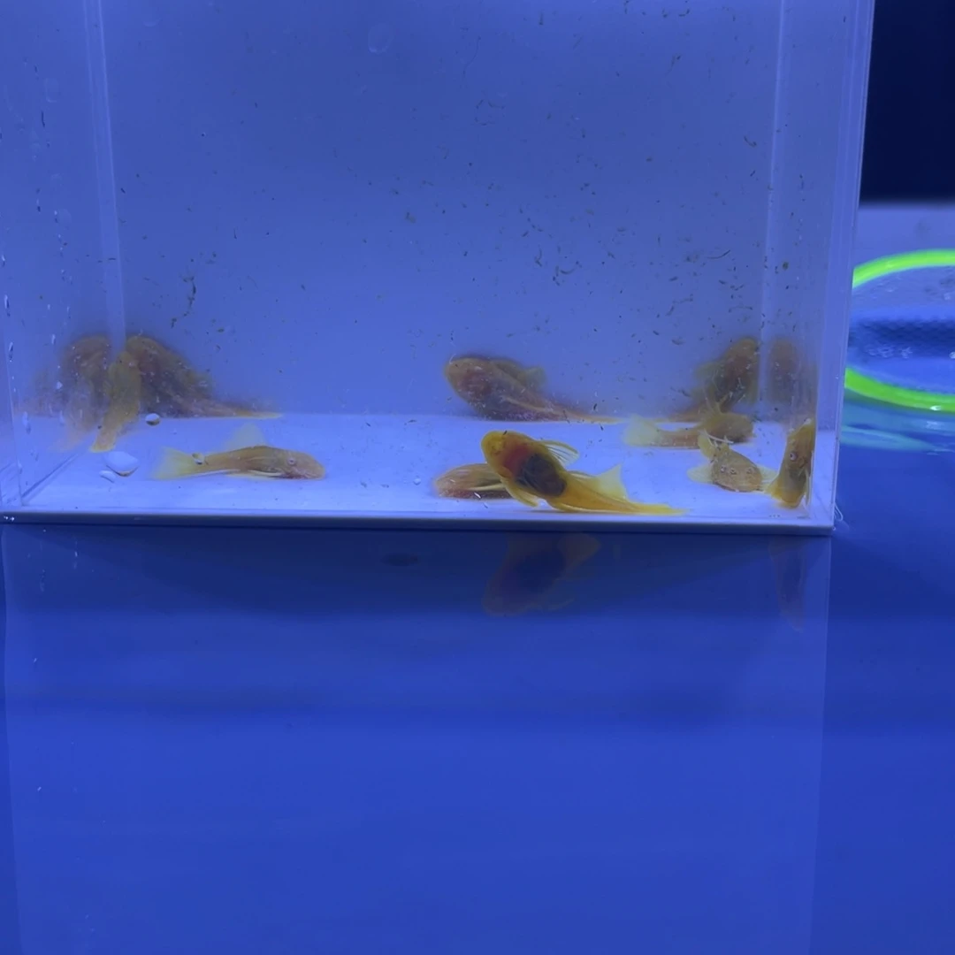 孔雀鱼胡子十条开箱视频报损