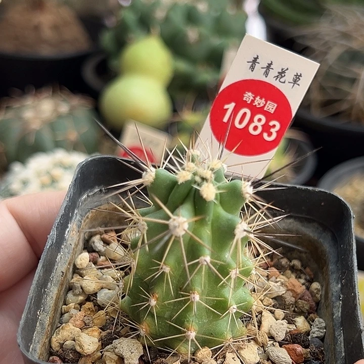 实生篝火虾一棵仙人球