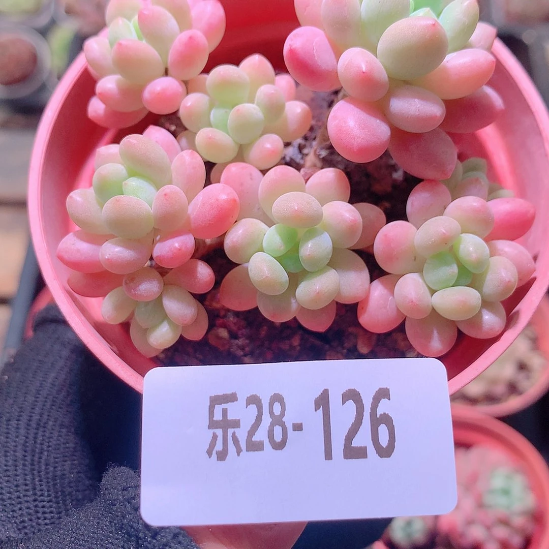 乐然28-126 洛可可群