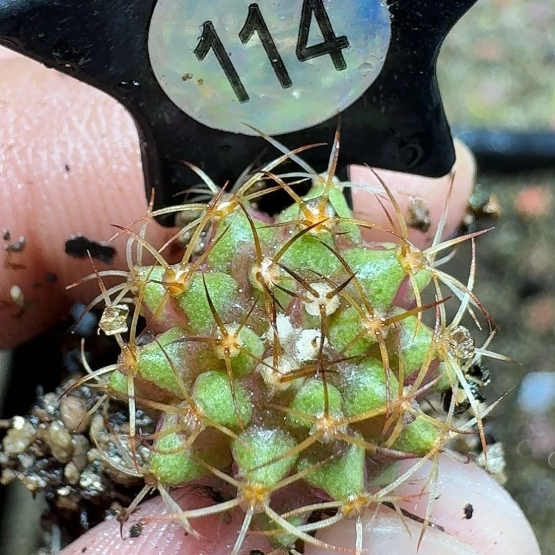 米哈实生自然锦114